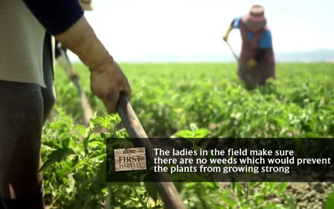 Workers in a tomato field, from the Heinz First Harvest campaign